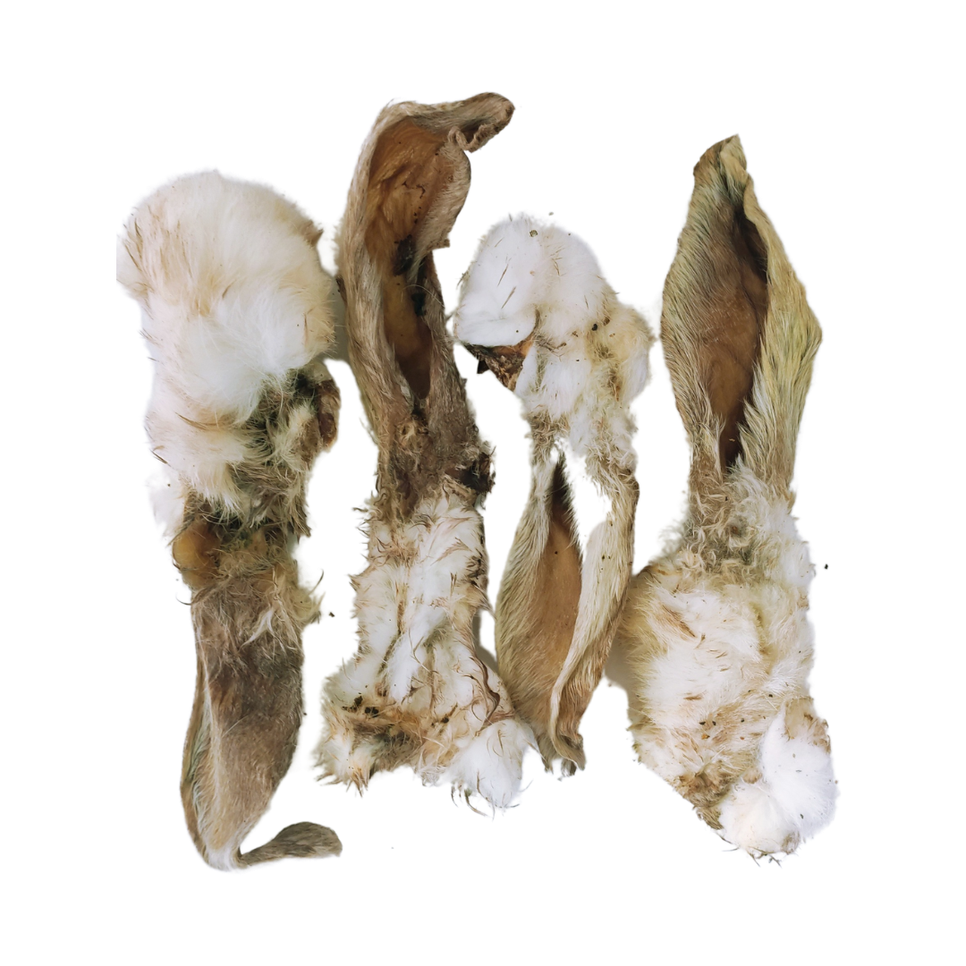 Dried rabbit ears on a blank background