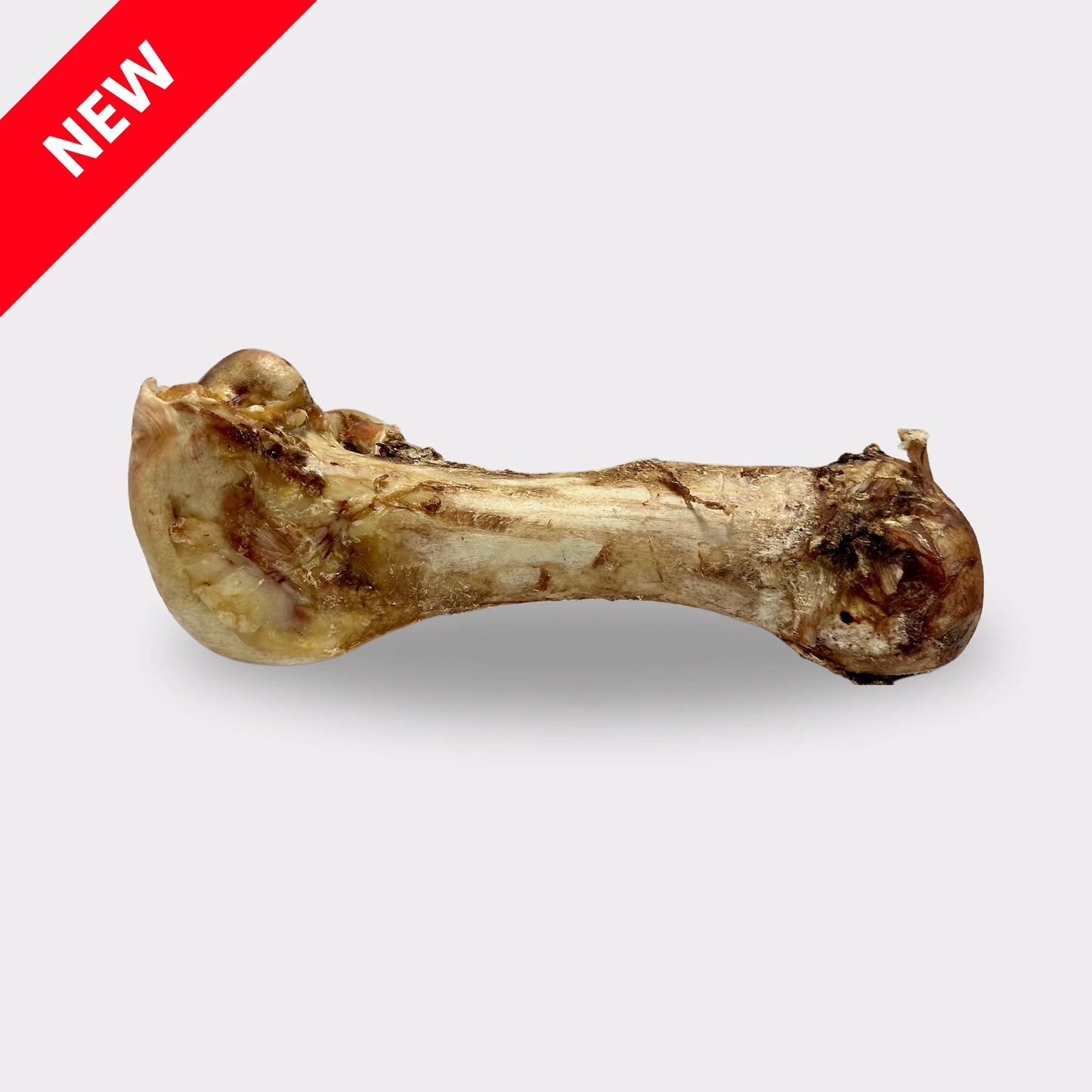 Ostrich Dino Bone