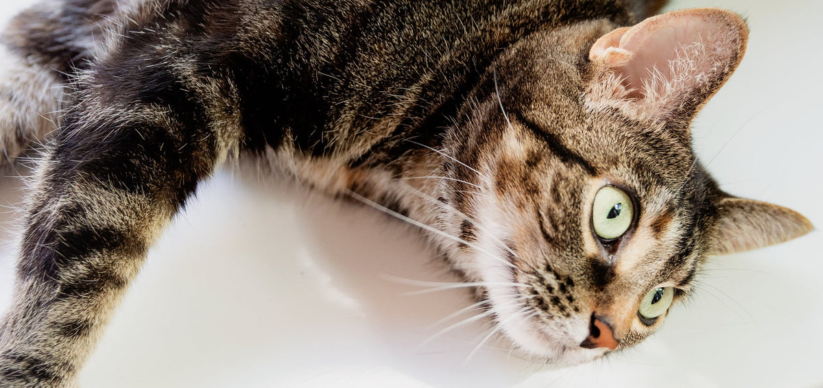 Cat lying on a white surface with a blurred background