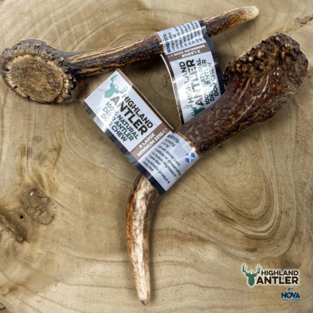 Whole Highland Antler