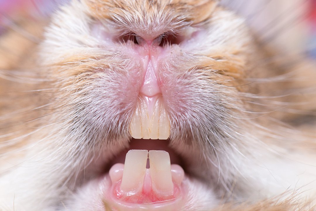 Small Animal Dental Health