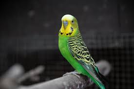 Green & yellow budgie on a branch