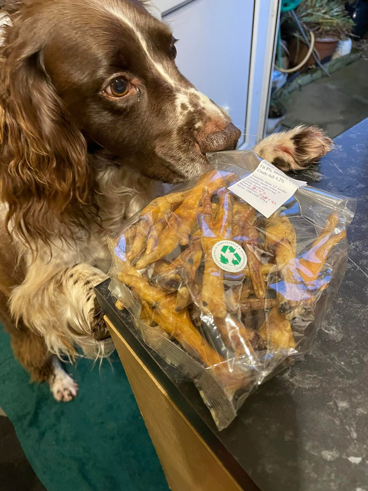 a spaniel dog sniffing a bag of dried chicken feet on a kitchen counter