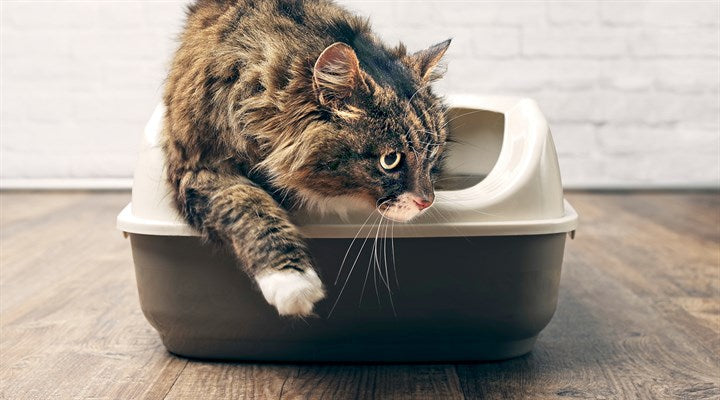 Cat Litter & Accessories