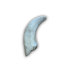 Lamb Horn Marrow