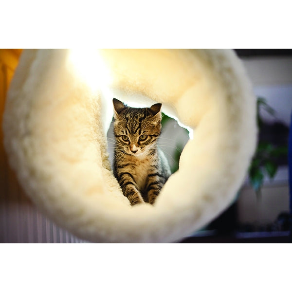 Luxury Cat Tunnel Bed