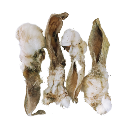 Dried rabbit ears on a blank background