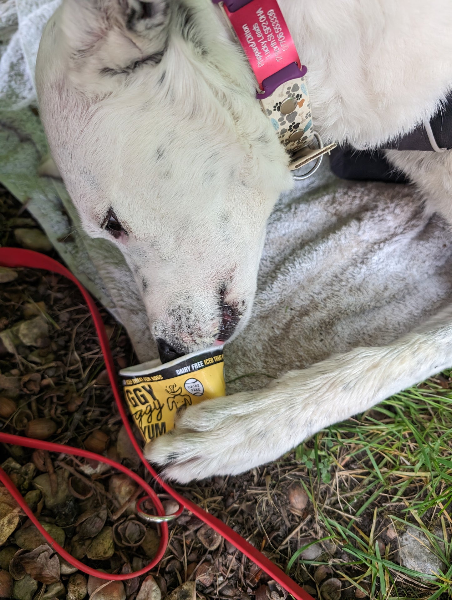 Doggy Doggy Yum Yum - Peanut Butter & Banana