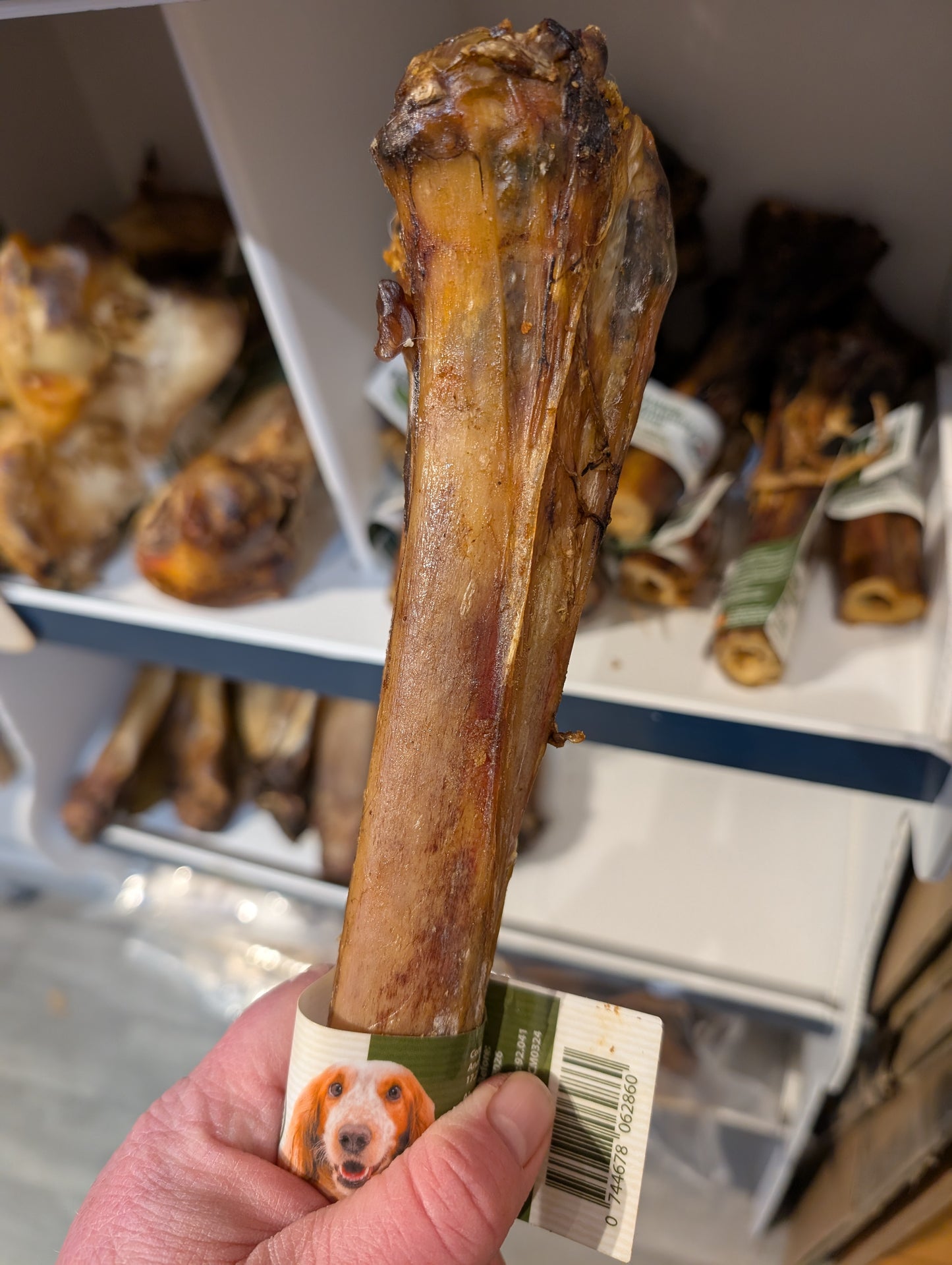 Ostrich Metatarsal