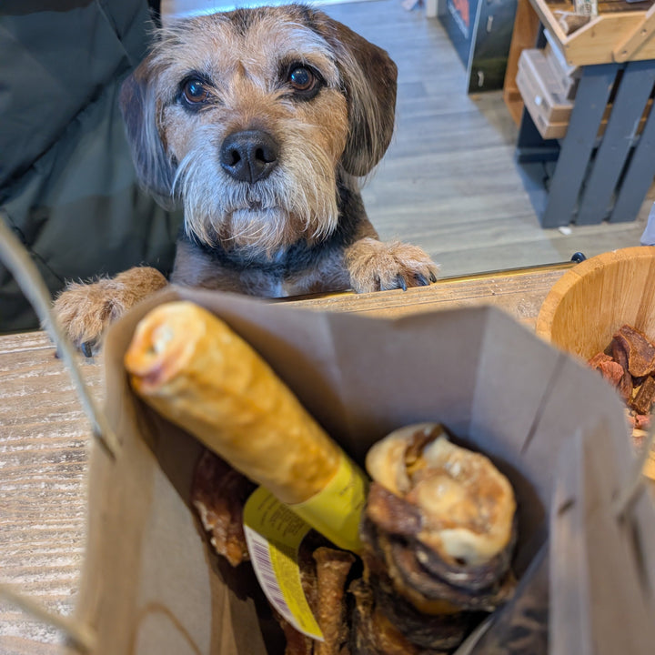 Dog looking into a bag of dog treats with a store interior in the background