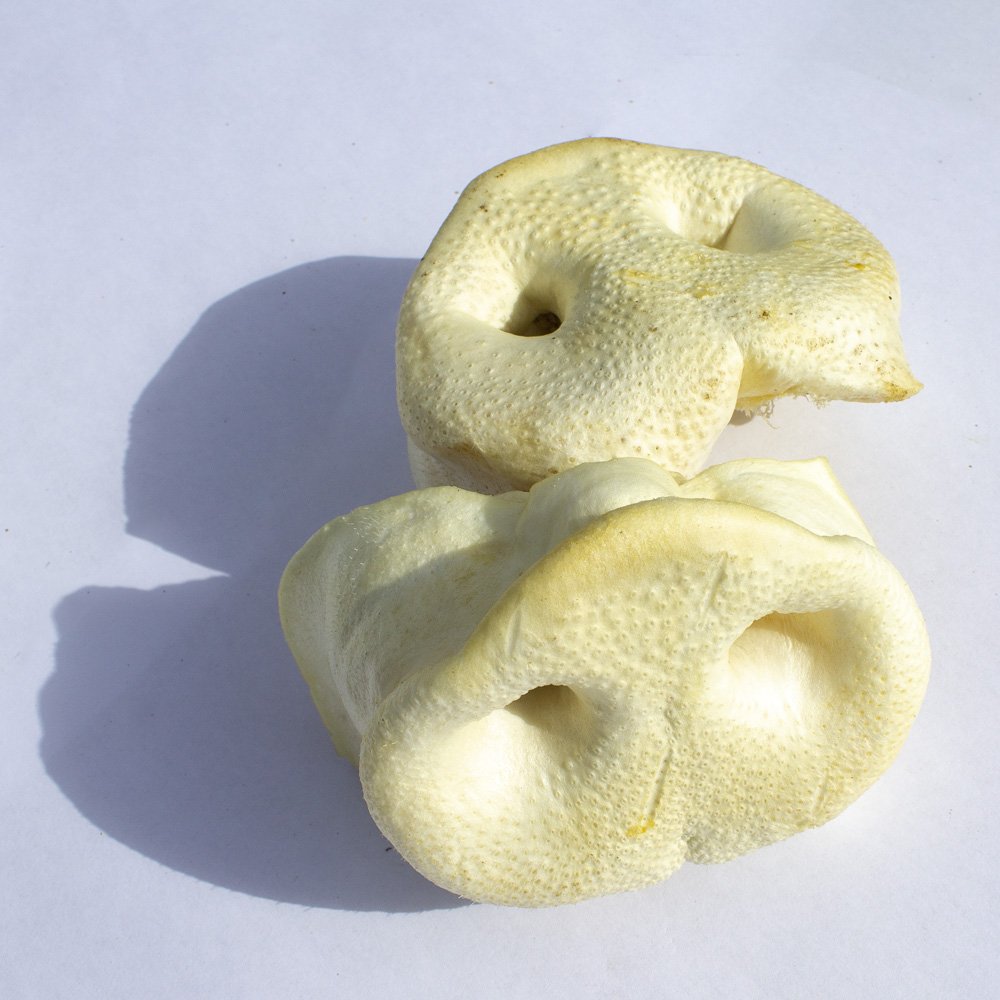 Puffed Pig Snout